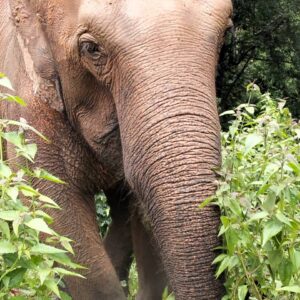 Full Day Elephant Experience