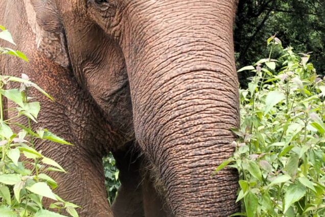 Full Day Elephant Experience
